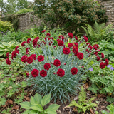 1 Carnation Capitan Cook Dianthus Plant, Fragrant Summer Flowering Hardy Perennial, 2Ltr Root Ball