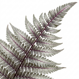 Set of 3 or 6 Japanese Painted Fern Athyrium Pewter Lace Plants, Hardy Shade Perennial, 1 Litre Root Ball