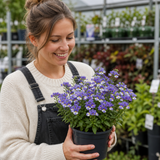 1 Large Plant - Nemesia Nuvo Blue Bicolour 180, Outdoor Garden Ready, 2L Pot