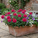 Set of 3 or 6 Verbena Trailing Magelana Hot Rose Plants, Summer Bedding Garden Ready, 10.5cm Root-Ball