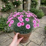 1 Cottage Pink Dianthus Pink Celebration, Fragrant Hardy Perennial Outdoor Garden Plant, 5L Root-Ball