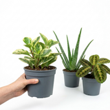 3 Live Houseplants, Office Desk Plant Collection, Peperomia, Aloe Vera & Prayer Plant, 1 Litre Root Ball