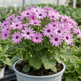 1 Senetti Lavender Flowering Plant, Hardy Summer Bedding, Outdoor Garden Ready, 17cm Root-Ball