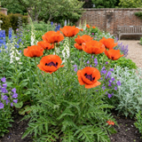 Set of 3 or 6 Papaver Orientale Brilliant Red Poppy Plants, Hardy Perennial, Outdoor Garden Ready, 1 Litre Root-Ball