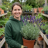 1 Large Plant - Lavender Hidcote Dark Blue, Outdoor Garden Ready, 2L Pot