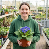 1 Primula Oakleaf Blue Perennial Plant, Hardy Spring Flowering Garden Ready, 2 Litre Root-Ball