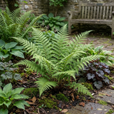 Set of 3 or 6 Dryopteris Linearis Polydactyla Male Fern Plants, Hardy Shade Loving Perennial Ferns, Garden Ready, 1 Litre Root-Ball