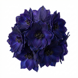 Set of 3 or 6 Delphinium Pacific Giants Black Knight Hardy Perennial Plants, Tall Cottage Garden Flowers, Outdoor Garden Ready, 1 Litre Root-Ball