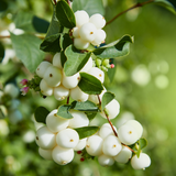 Symphoricarpos Magical Galaxy