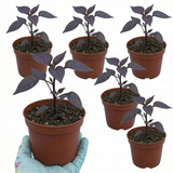Set of 3 or 6 Large Plants - Grow Your Own Chilli Pepper Gusto Purple, Garden Ready