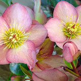 Hellebore Frostkiss Cheryl's Shine