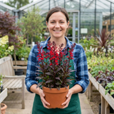 Set of 3 or 6 Lobelia Starship Bronze Leaf Upright Hardy Perennial Plants, Garden Ready, 1 Litre Root Ball