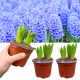 Light Blue Hyacinth Plants in Pots – 3 x 1 Litre Pots (9 Flowering Bulbs)