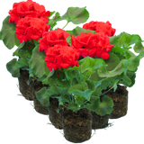 Geranium Toscana Mylena