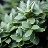Hebe Little Leaves Grey