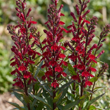 Set of 3 or 6 Lobelia Starship Burgundy Upright Hardy Perennial Plants, Outdoor Garden Ready, 1 Litre Root Ball