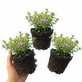 Set of 3 or 6 Thymus citriodorus ‘Doone Valley’ Thyme Herb Plants, Hardy Perennial Culinary Herb, Outdoor Garden Ready, 1 Litre Root-Ball