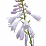 Set of 3 or 6 Large Hosta Plants - First Frost Plantain Lily, Ready to Plant in Your Garden