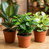 3 Coffee House Houseplant Collection - Coffea Arabica, Ficus Robusta & Peperomia Variegated, 1 Litre Root Ball