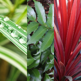 Contemporary Mix - Holly Fern, Grass (Carex Feathe Falls), Cordyline Red Star