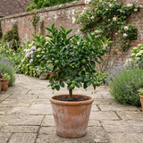1 Large Plant - Evergreen Mini Green Lime Tree, Ready to Plant in Your Garden