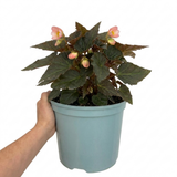 1 Large Plant - Begonia Non Stop Mocca Light Pink, Outdoor Garden Ready, 5L Pot