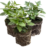 Set of 3 or 6 Large, Outdoor Garden Ready Plants - Fuchsia Bella Susanna (Rose & Violet)