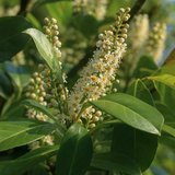 Prunus Rotundifolia