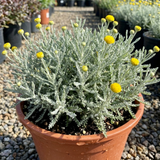 1 Santolina Chamaecyparissus Cotton Lavender Plant, Drought Tolerant Hardy Evergreen Shrub, 2L Root-Ball