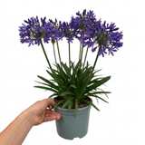 1 Large Plant - Agapanthus Poppin Purple, Ready to Plant in Your Garden, 2L Pot