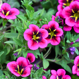 Set of 3 or 6 Large Plants - Calibrachoa Bumble Hot Pink, Outdoor Garden Ready
