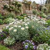 Set of 3 or 6 Rhodanthemum ‘Casablanca’ Hardy Perennial Moroccan Daisy Plants, White Flowering, Outdoor Garden Ready, 1 Litre Root-Ball