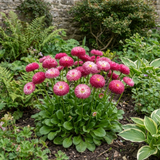 1 Bellis Habanera Rose Pink Double Daisy Plant, Hardy Perennial Spring Bedding, 2Ltr Root Ball