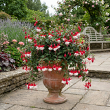 3 Trailing Fuchsia Sir Matt Busby Plants, Red & White, 10.5cm Pots, Summer Bedding