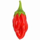 Chilli Pepper Hanging Basket, Spicy Jane, 25cm Pots