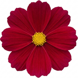 1 Large Plant - Cosmos Apollo Carmine, Ready to Plant in Your Garden, 2L Pot