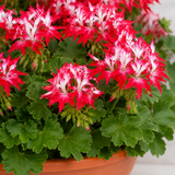 1 Geranium Summer Twist Red White, Hardy Outdoor Garden Ready Flowering Plant, 21cm Root-Ball