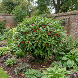 1 Aucuba Japonica Rozannie Plant, Hardy Evergreen Shrub, Outdoor Garden Ready, 3 Litre Root Ball