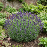 1 Large Plant - Lavender Hidcote Dark Blue, Outdoor Garden Ready, 2L Pot