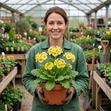 1 Primula Oakleaf Yellow Picotee Hardy Perennial Plant, Outdoor Garden Ready, 2 Litre Root Ball