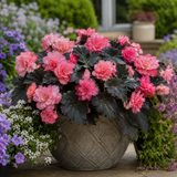 1 Large Plant - Begonia Non Stop Mocca Light Pink, Outdoor Garden Ready, 5L Pot