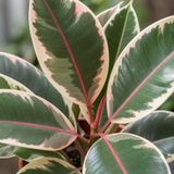 Rubber Plant Ficus Belize Pink, Easy Care Indoor Houseplant, 12cm 1 Litre Pots