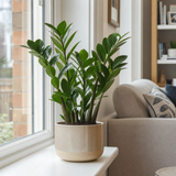 ZZ Plant Zamioculcas Zamiifolia, Indoor Houseplant, 12cm 1 Litre Pots