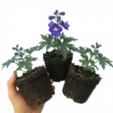 Set of 3 or 6 Delphinium Pacific Giants King Arthur Hardy Perennial Plants, Tall Cottage Garden Flowers, Outdoor Garden Ready, 1 Litre Root-Ball