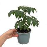 1 Live Tomato Totem Plant, Hardy Dwarf Bush Variety, Patio & Container Garden Ready, 2Ltr Root-Ball