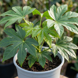 1 Fatsia Japonica Japanese Aralia Plant, Hardy Evergreen Shade Loving Shrub, 7.5 Litre Root-Ball