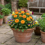 Set of 3 or 6 Garden Ready Plants – Calendula ‘Fiesta Orange’, Ready to Plant