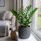 1 Zamioculcas Zamifolia ZZ Plant, Low Maintenance Indoor Houseplant, 5 Litre Root Ball