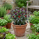 Set of 3 or 6 Large Plants - Grow Your Own Chilli Pepper Gusto Purple, Garden Ready