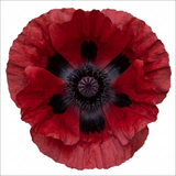Set of 3 or 6 Papaver Orientale Beauty of Livermere Plants, Hardy Perennial Oriental Poppy, Outdoor Garden Ready, 1 Litre Root-Ball